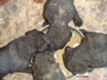 /album/puppy/a02-dsc02904-jpg/