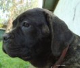 /album/puppy/a05-dsc02349-001-jpg/