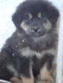 /album/puppy/a03-dsc03616-jpg/