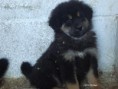 /album/puppy/a04-dsc03617-jpg/