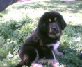 /album/puppy/a13-photo006-jpg/