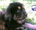 /album/puppy/a14-photo014-jpg/