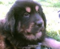 /album/puppy/a15-photo017-jpg/